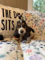 Tri, a male Basset Hound for sale in Alma, GA – 3 of 5