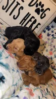 Lady, a female Miniature Goldendoodle for sale in Alma, GA – 5 of 5
