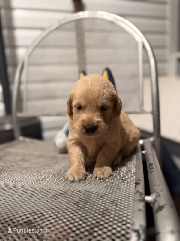 Hank – Golden Retriever puppy for sale in Alma, GA