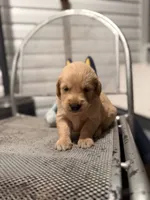 Hank, a male Golden Retriever for sale in Alma, GA – 1 of 3