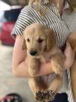 Wallen, a male Golden Retriever for sale in Alma, GA – 6 of 9