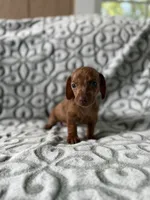 Red, a male Miniature Dachshund for sale in Alma, GA – 4 of 4