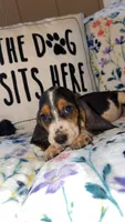 Tri, a male Basset Hound for sale in Alma, GA – 2 of 5
