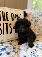 Peabody , a male Yorkipoo for sale in Alma, GA – 8 of 9