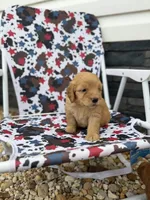 Cash, a male Miniature Goldendoodle for sale in Alma, GA – 4 of 4