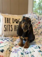 Tootsie, a female Basset Hound for sale in Alma, GA – 5 of 7