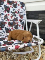 Red, a male Miniature Goldendoodle for sale in Alma, GA – 2 of 6