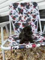 Pearl, a male Miniature Goldendoodle for sale in Alma, GA – 8 of 10