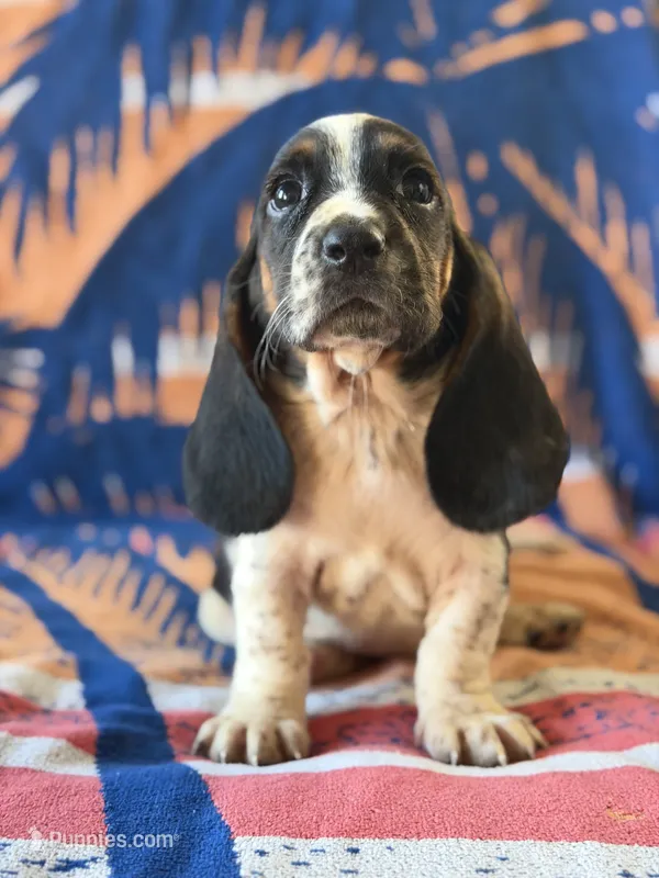 Spot – Basset Hound puppy for sale in Alma, GA