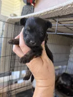 Rose, a female Pomeranian and Miniature Australian Shepherd for sale in Alma, GA – 3 of 3