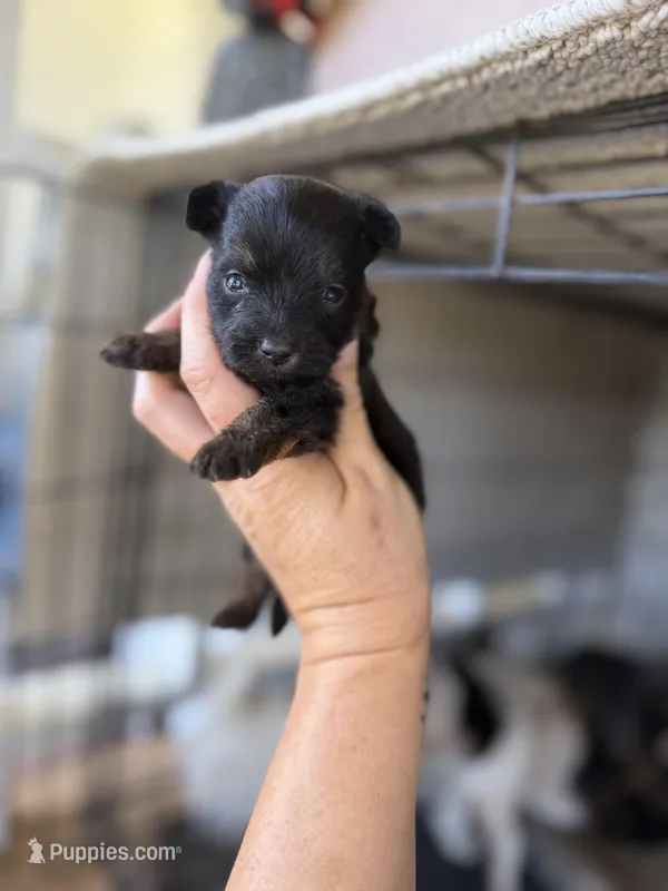 Rose, a female Pomeranian and Miniature Australian Shepherd for sale in Alma, GA – 1 of 3
