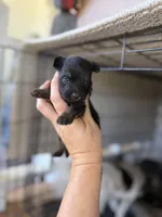 Rose, a female Pomeranian and Miniature Australian Shepherd for sale in Alma, GA – 2 of 3