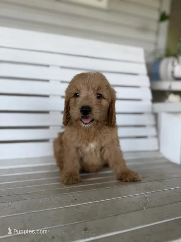 Harry – Miniature Goldendoodle puppy for sale in Alma, GA