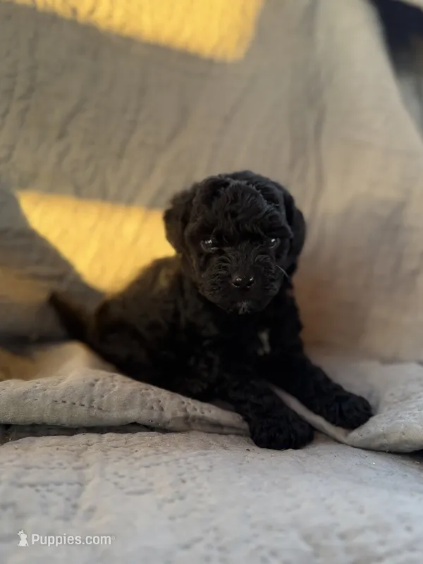 Smoke – Yorkipoo puppy for sale in Alma, GA