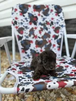 Pearl, a male Miniature Goldendoodle for sale in Alma, GA – 10 of 10