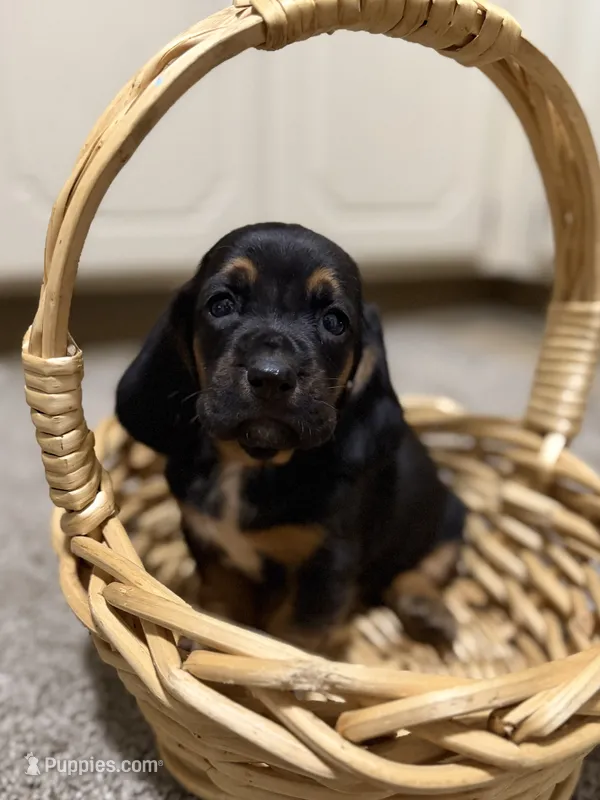 Hank – Basset Hound puppy for sale in Alma, GA