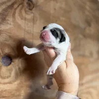 Bindi, a female Great Pyrenees for sale in Alma, GA – Photo 3 of 8