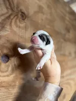 Bindi, a female Great Pyrenees for sale in Alma, GA – Photo 1 of 6