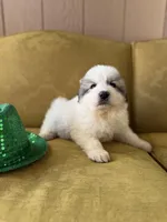 Bindi, a female Great Pyrenees for sale in Alma, GA – Photo 8 of 8