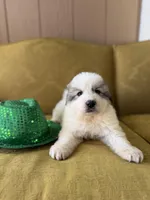 Bindi, a female Great Pyrenees for sale in Alma, GA – Photo 2 of 8