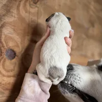 Bindi, a female Great Pyrenees for sale in Alma, GA – Photo 5 of 8
