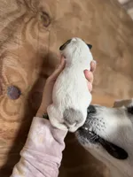 Bindi, a female Great Pyrenees for sale in Alma, GA – Photo 3 of 6