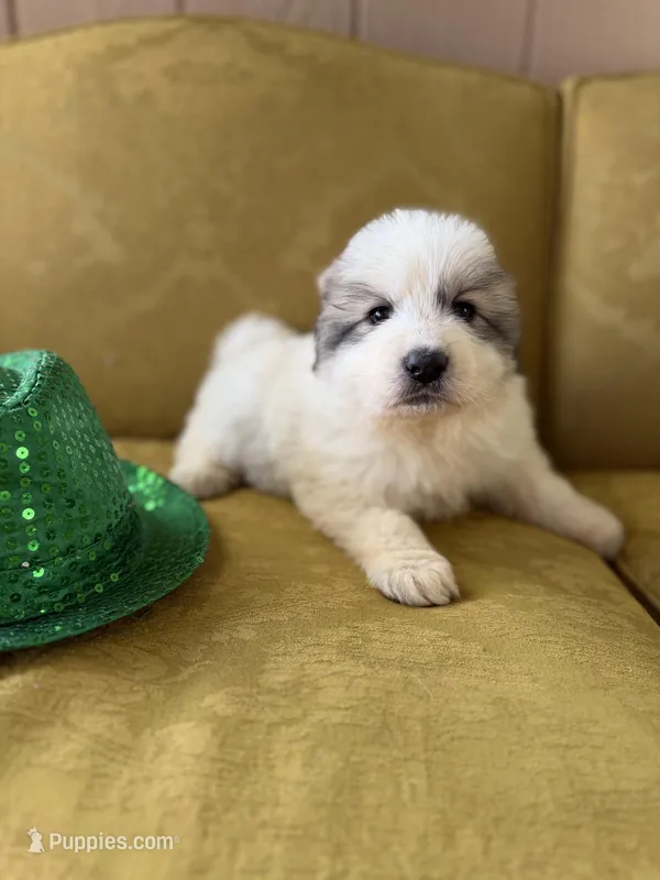 Bindi – Great Pyrenees puppy for sale in Alma, GA