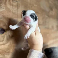 Bindi, a female Great Pyrenees for sale in Alma, GA – Photo 4 of 8