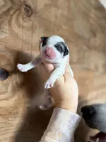 Bindi, a female Great Pyrenees for sale in Alma, GA – Photo 2 of 6