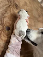 Bindi, a female Great Pyrenees for sale in Alma, GA – Photo 4 of 6