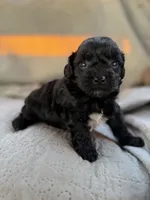 Izzy, a female Yorkipoo for sale in Alma, GA – 1 of 5