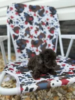 Pearl, a male Miniature Goldendoodle for sale in Alma, GA – 7 of 10
