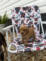 Freddy, a male Miniature Goldendoodle for sale in Alma, GA – 5 of 5