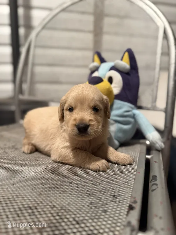 Peter – Golden Retriever puppy for sale in Alma, GA