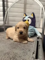Peter, a male Golden Retriever for sale in Alma, GA – 1 of 4