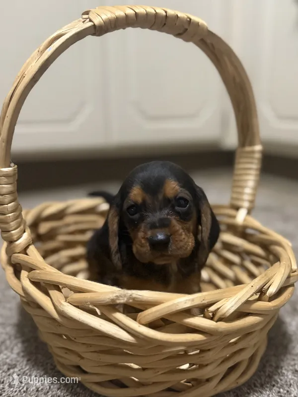 Jr – Basset Hound puppy for sale in Alma, GA