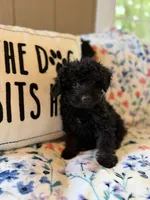 Peabody , a male Yorkipoo for sale in Alma, GA – 9 of 9