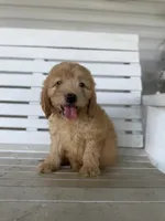 Cash, a male Miniature Goldendoodle for sale in Alma, GA – 8 of 10