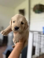 Wallen, a male Golden Retriever for sale in Alma, GA – 5 of 9