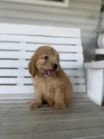 Cash, a male Miniature Goldendoodle for sale in Alma, GA – 7 of 10