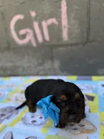 Tootsie , a female Basset Hound for sale in Alma, GA – 3 of 4