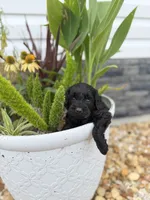 Tina, a female Miniature Goldendoodle for sale in Alma, GA – 6 of 6