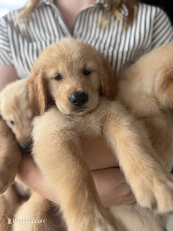 Hank – Golden Retriever puppy for sale in Alma, GA