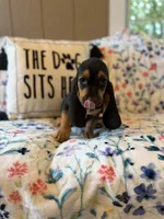 Harry, a male Basset Hound for sale in Alma, GA – 9 of 10