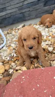 Harry, a male Miniature Goldendoodle for sale in Alma, GA – 2 of 4