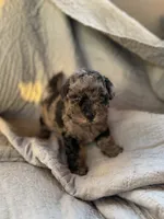 Charlie, a male Yorkipoo for sale in Alma, GA – 1 of 3