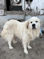 Sylvester, a male Great Pyrenees for sale in Alma, GA – Photo 4 of 4