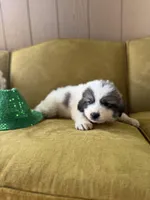 Sylvester, a male Great Pyrenees for sale in Alma, GA – Photo 6 of 6