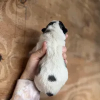 Sylvester, a male Great Pyrenees for sale in Alma, GA – Photo 3 of 6