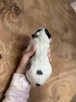 Sylvester, a male Great Pyrenees for sale in Alma, GA – Photo 2 of 4